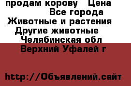 продам корову › Цена ­ 70 000 - Все города Животные и растения » Другие животные   . Челябинская обл.,Верхний Уфалей г.